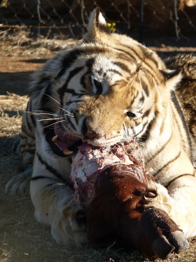 Boskoppie Lion & Tiger Reserve Kroonstad Exterior photo